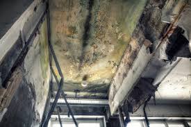 Why You Should Choose Our Mold Remediation Services in Lancaster, KY